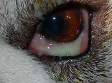 Dry Eye In Dogs
