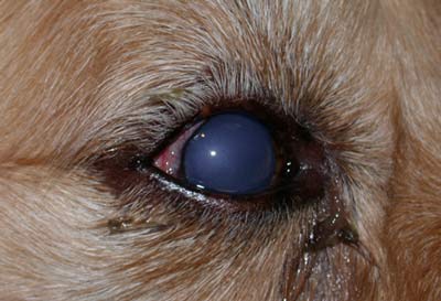 glaucoma in dogs w