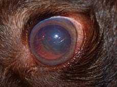 how is glaucoma treated in dogs